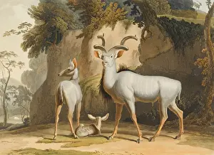 Kudu: Kudu
