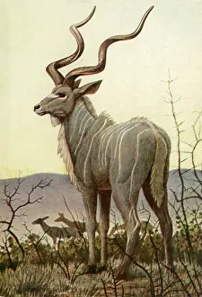 Kudu: One Kudu