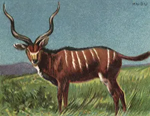 Kudu: Kudu