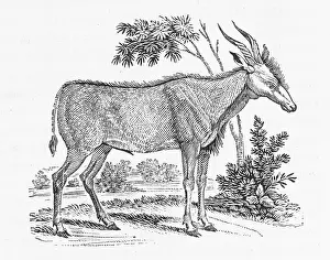 Naturalists: KUDU (BEWICK)