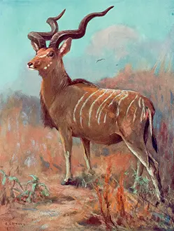 Kudu: KUDU/CUTHBERT SWAN