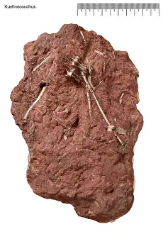 Palaeo: Kuehneosuchus