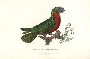 Psittacula: Kuhl's lorikeet, Vini kuhlii (endangered)