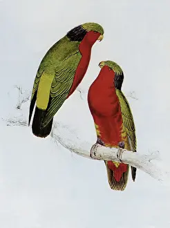 Lear: Kuhl's Ruffed Lory, Vini kuhlii
