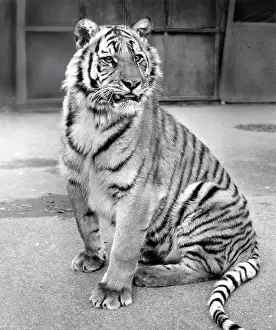 Chipperfield: Kumar the Tiger - fully grown