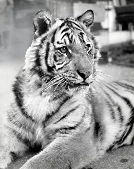 Chipperfield: Kumar the Tiger - fully grown