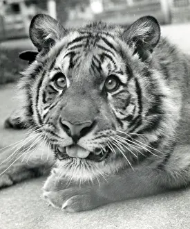 Chipperfield: Kumar the Tiger - fully grown