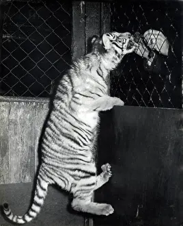 Tigers: Kumar the Tiger - getting something tasty to eat