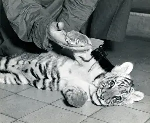 Superintendent: Kumar the Tiger - with keeper at London Zoo