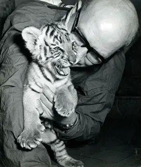 Superintendent: Kumar the Tiger - with keeper at London Zoo