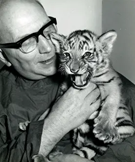 Superintendent: Kumar the Tiger - with keeper at London Zoo