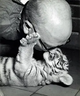 Superintendent: Kumar the Tiger - with keeper at London Zoo