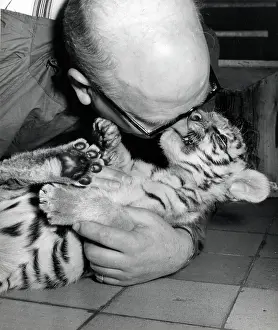 Superintendent: Kumar the Tiger - with keeper at London Zoo