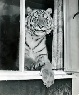 Chipperfield: Kumar the Tiger - looking out of a window