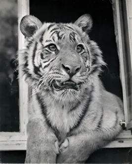 Chipperfield: Kumar the Tiger - looking out of a window