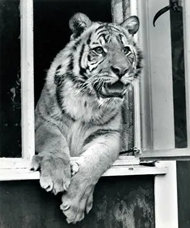 Chipperfield: Kumar the Tiger - looking out of a window