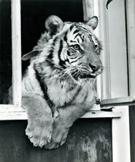 Chipperfield: Kumar the Tiger - looking out of a window