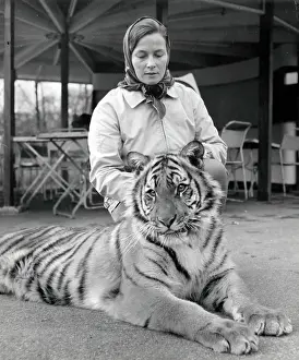 Tigers: Kumar the Tiger - with Mary Chipperfield