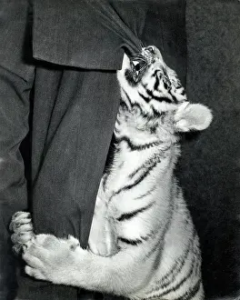 Chipperfield: Kumar the Tiger - at six months old