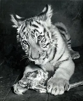 Tigers: Kumar the Tiger - at six months old