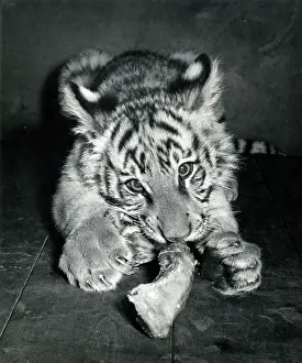 Tigers: Kumar the Tiger - at six months old