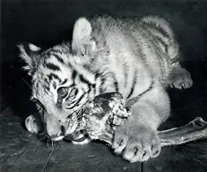 Tigers: Kumar the Tiger - at six months old