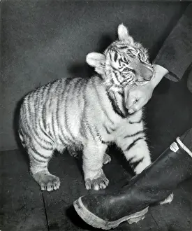 Wellies: Kumar the Tiger - at six months old, London Zoo