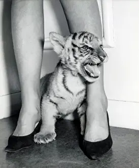 Chipperfield: Kumar the Tiger - in the office at London Zoo