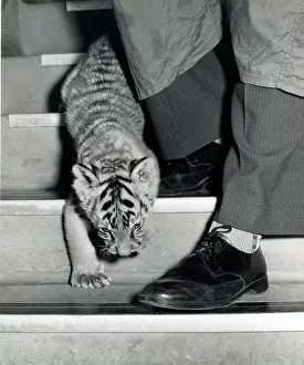 Chipperfield: Kumar the Tiger - in the offices at London Zoo