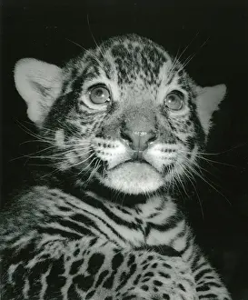 Chipperfield: Kumar the Tiger - portrait at three months old