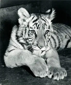 Lick: Kumar the Tiger - portrait at about six months old