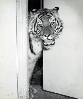 Chipperfield: Kumar the Tiger - at Southampton Zoo