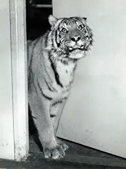 Chipperfield: Kumar the Tiger - at Southampton Zoo