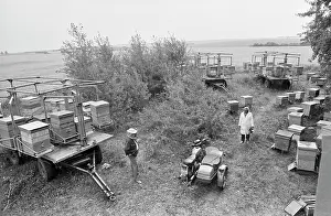 Forestry: Kursk Regional Forestry Administration bee yard