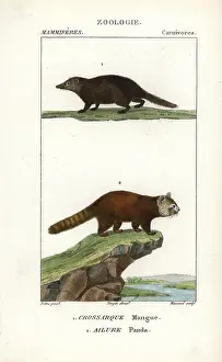Fulgens: Kusimanse, Crossarchus obscurus, and red panda