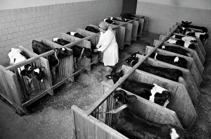 Calves: Kuznetsovskaya dairy farm