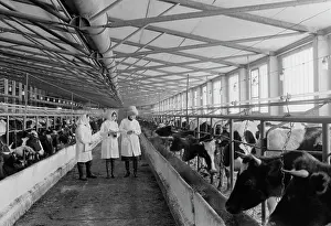 Tatiana: Kuzyaevskiy dairy complex