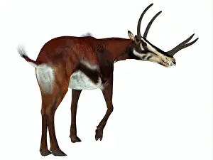 Buck: Kyptoceras mammal on white background