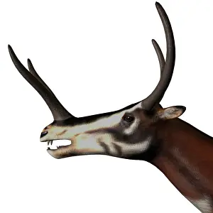 Buck: Kyptoceras portrait on white background