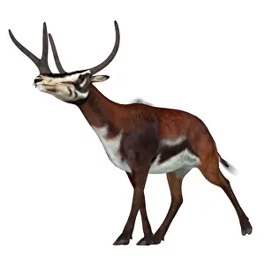 Buck: Kyptoceras on white background