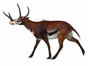Buck: Kyptoceras on white background