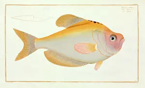 Forehead: Kyrtus indicus (Kurtus indicus)