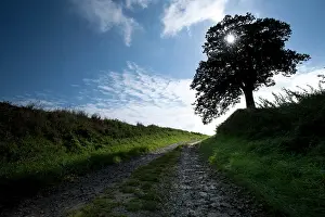 Withdraw: L Arbre Rond - Le Cateau