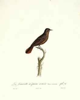 Red Tailed: La fauvette a queue rousse, a red-tailed warbler