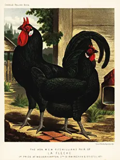 Cockfighting: La Fleche breed of chickens