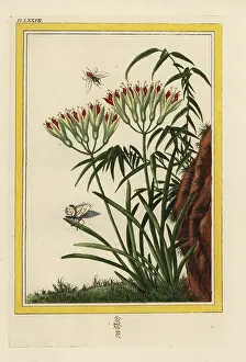 Chinoiserie: La Louis