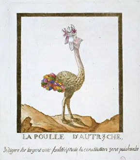 Digest: La Poule D'Autruche