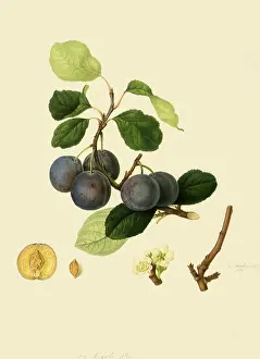Linnaeus: La Royale Plums