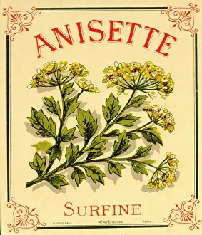 Licorice: Label design for anisette liqueur
