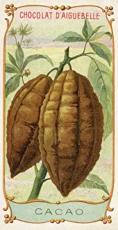 Pods: Label design for Chocolat d'Aiguebelle, with cocoa pods